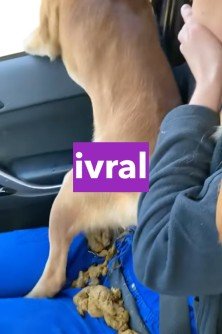 Dog poops on owner's lap going viral